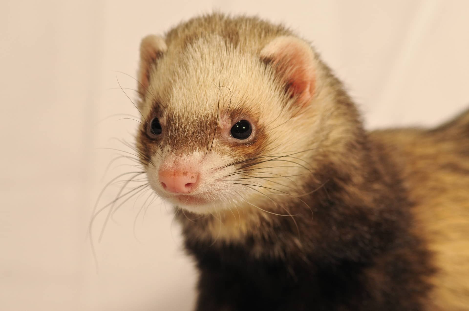 Ferret Care In Oregon, OR First City Veterinary Hospital